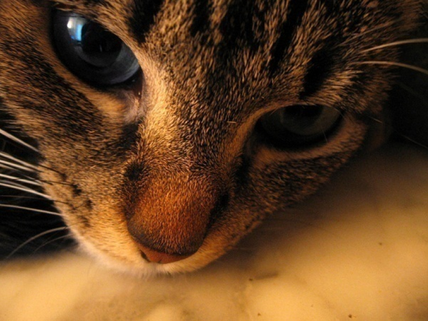 Житель Кубани за убийство кошки получил год исправительных работ