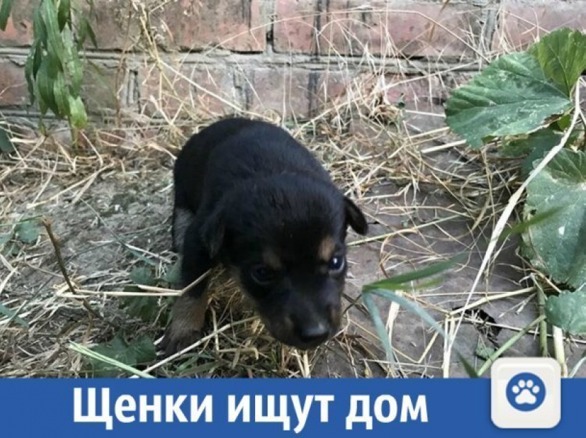  Помогите щенкам найти дом на Кубани 