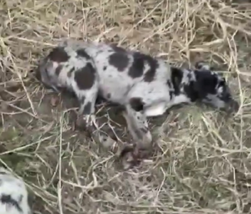 Выбросившего собаку с щенками живодёра ищет полиция Краснодара