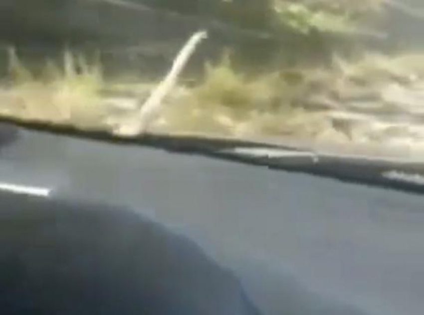 Змея на капоте авто прокатилась от Темрюка до Новороссийска 