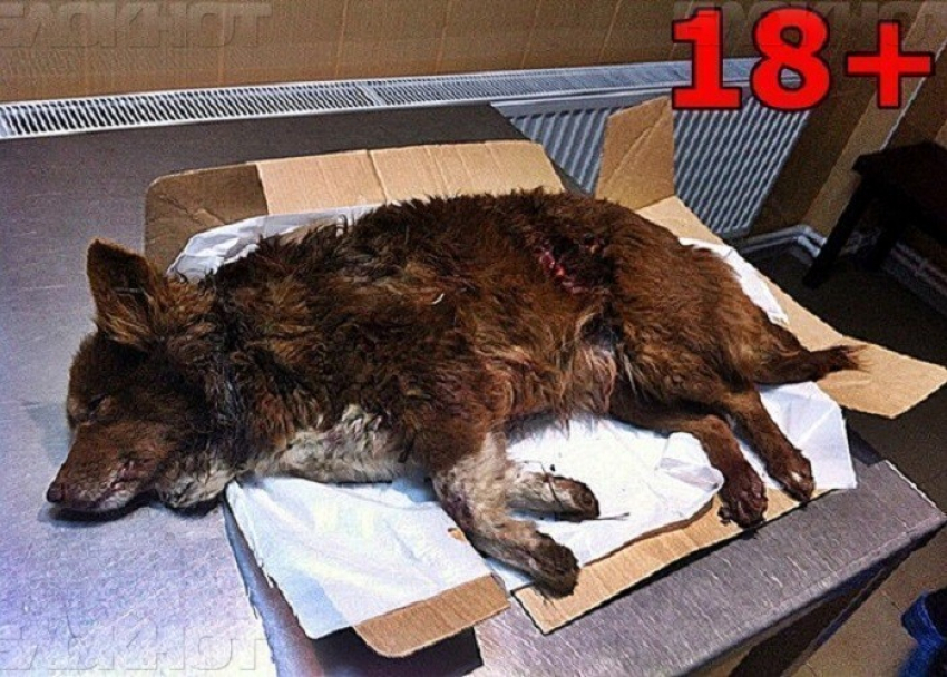 МВД проводит проверку по факту расстрела собаки в Апшеронске
