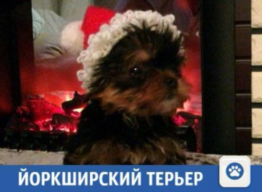 В Краснодаре продают надежных и милых друзей