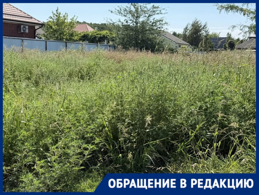 «Вымахала с человеческий рост»: амброзия захватила участки в посёлке Краснодара
