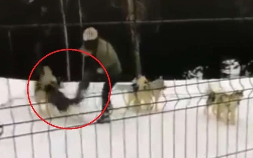 "Саму бы в упряжку": вопиюще жестокое обращение с животными засняли в Сочи