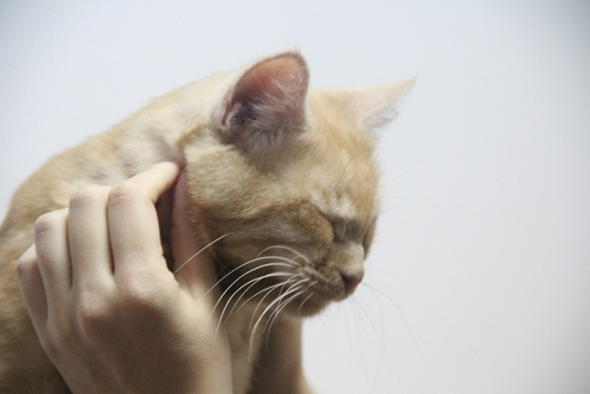 В Краснодаре открыли антикафе, в котором живут коты и кошки