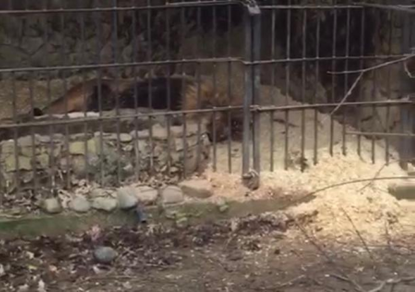 Прокуратура проверит условия содержания животных в краснодарском Сафари-Парке 