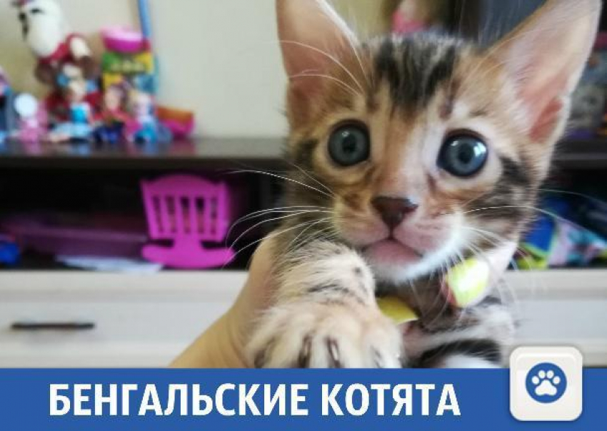 Продаются бенгальские котята от титулованных родителей