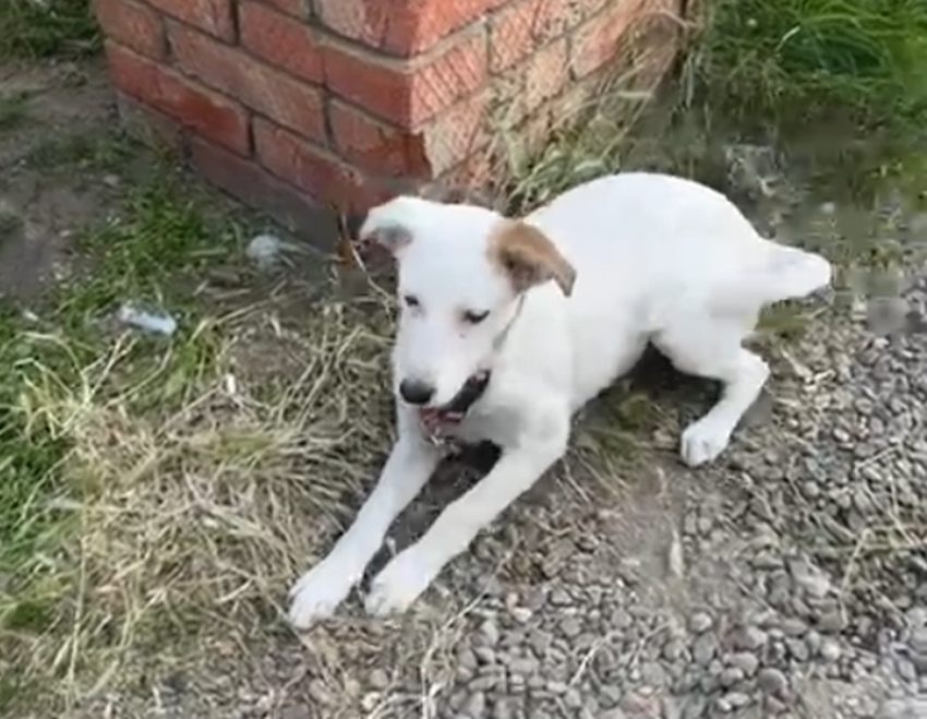 Просидевшему 20 часов на жаре щенку нашли семью в Краснодаре