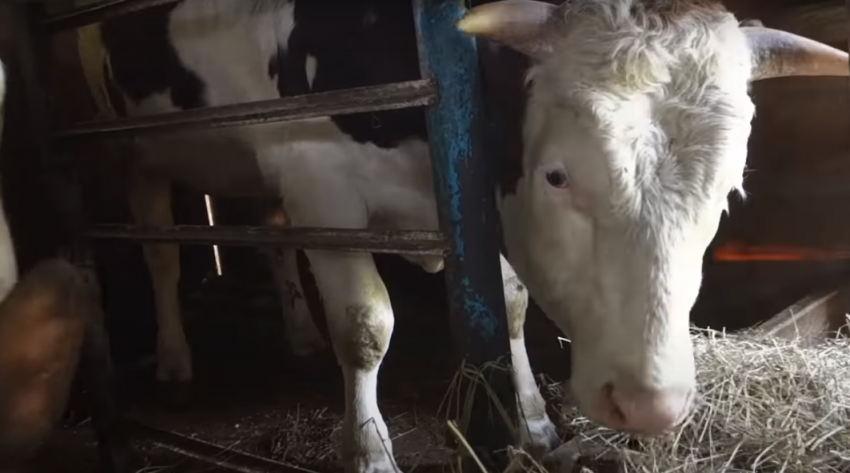 Разъярённый бык покалечил женщину в Краснодарском крае