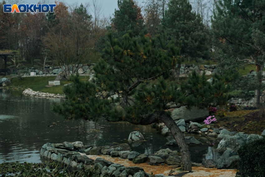 Легкий мороз и ясное солнце встретятся в Краснодаре 