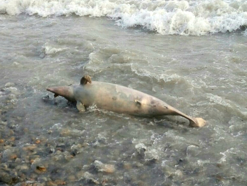 Мертвые дельфины в море возле Анапы своим видом нанесли психологическую травму детям