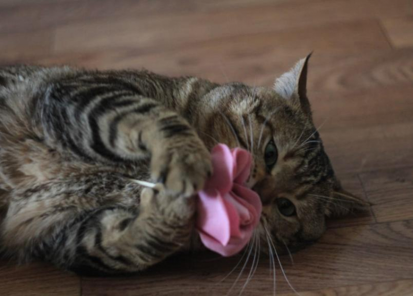 Весна в Краснодаре начнется с дождей 