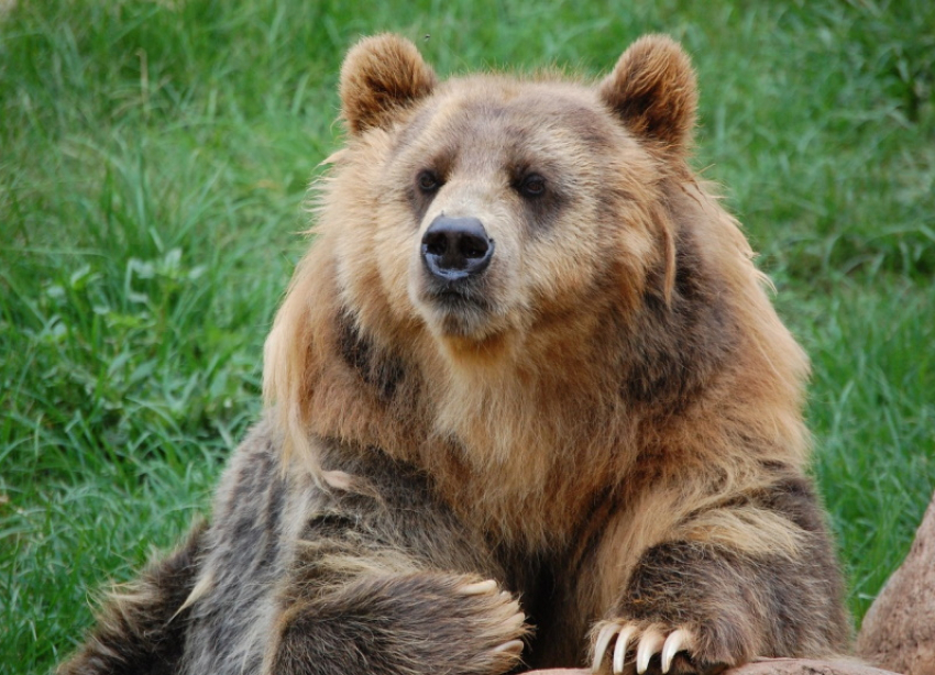 В Краснодарском крае, в горах, туристы сняли танцующего медведя: видео