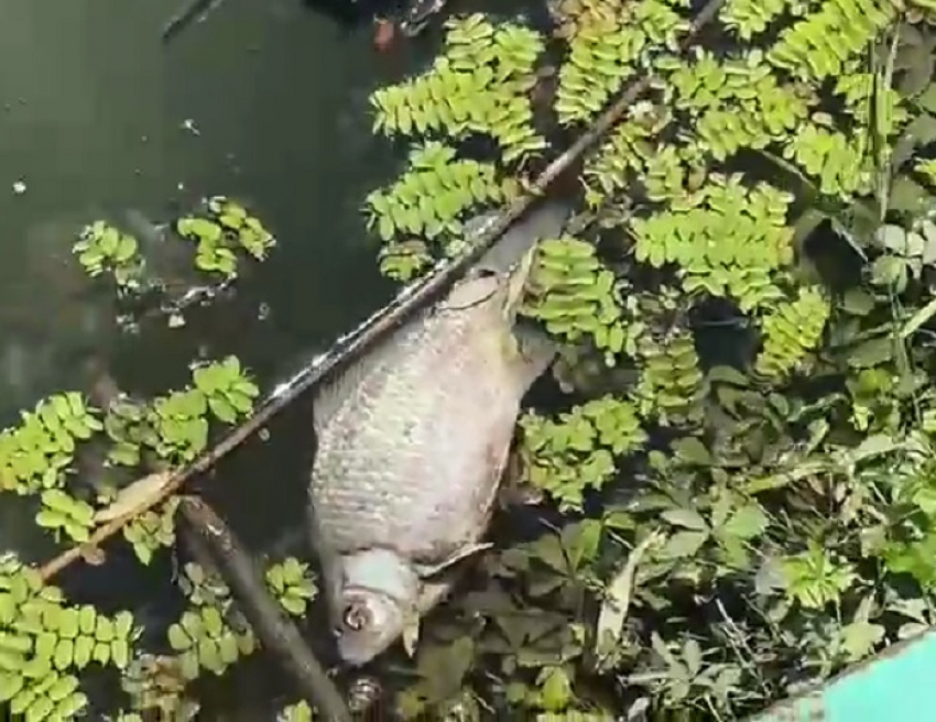 «Это экологическая катастрофа»: в Краснодарском крае неделю гибнет рыба в ерике Полтавский у мусорного полигона
