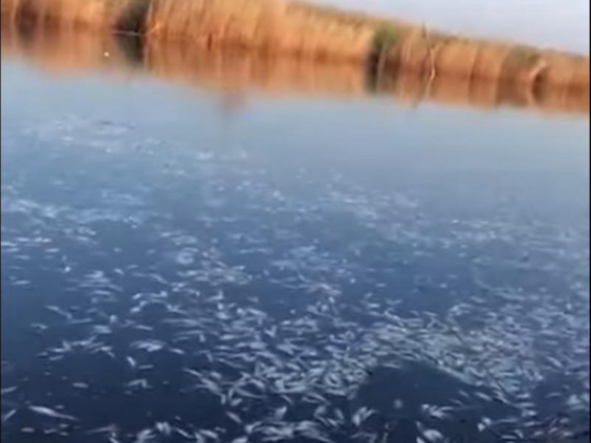 Экологическая катастрофа: очевидцы сняли на видео, как сдохла рыба в Ейском лимане
