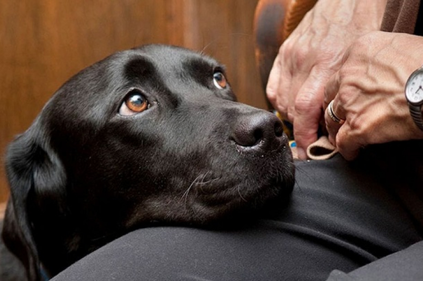 Губернатор Кубани подписал закон о чипировании домашних животных