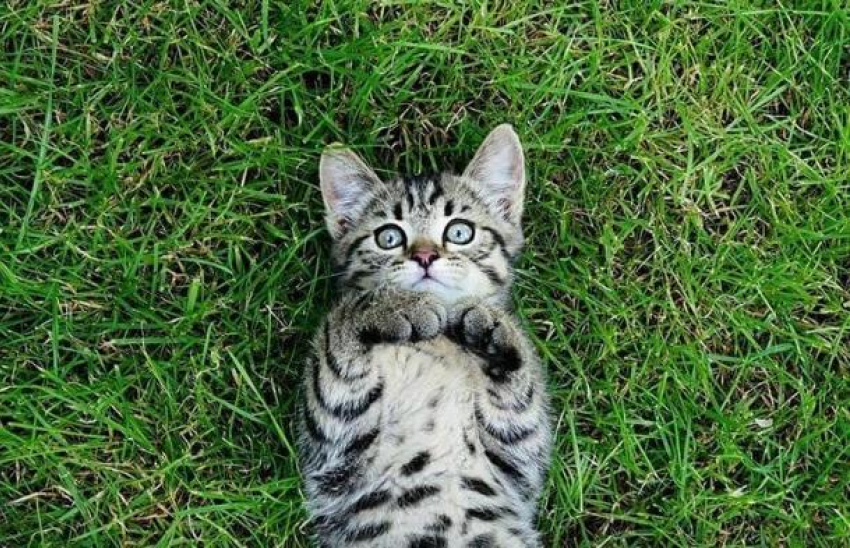 Последний день лета на Кубани будет жарким 