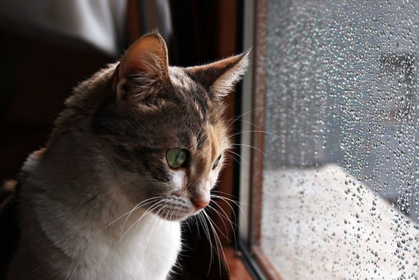 Гроза может помешать празднику в Краснодаре