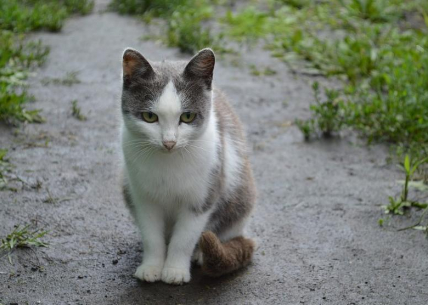 Синоптики прогнозируют в Краснодарском крае дожди и грозы