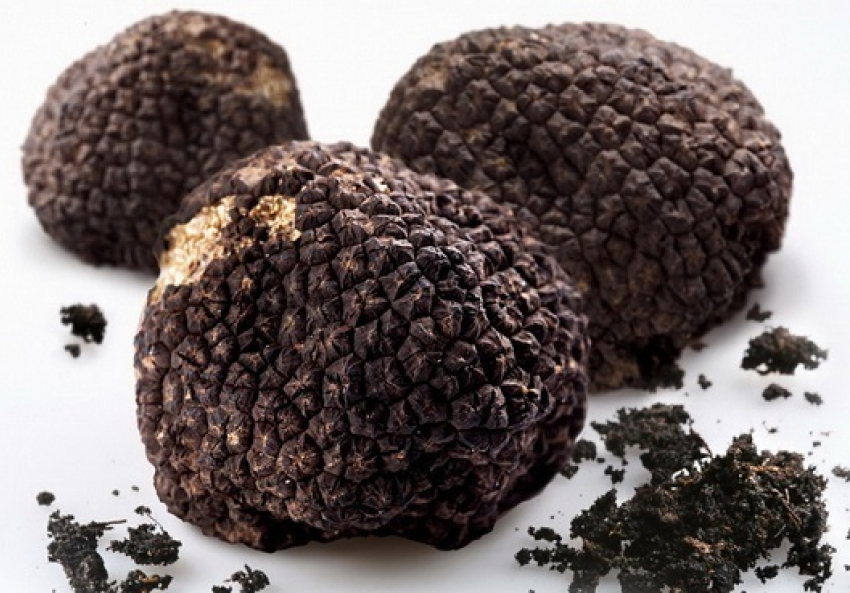 В Сочи нашли самый дорогой в мире гриб 