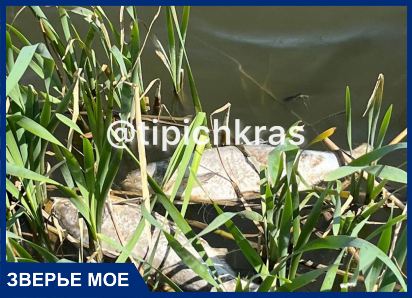В краснодарском озере Карасун массово гибнет рыба