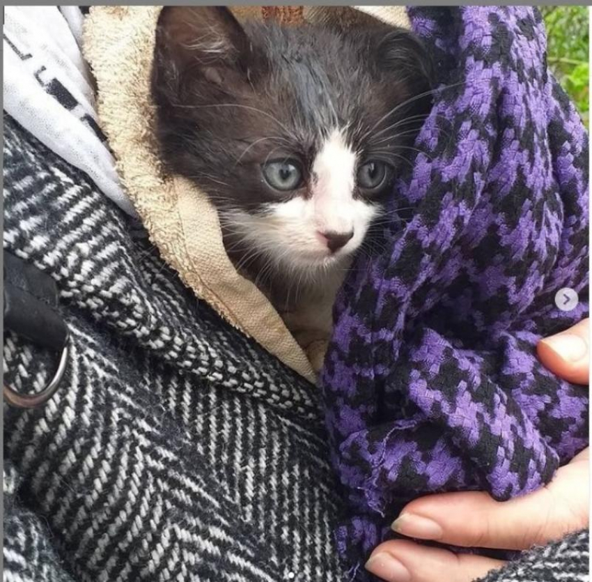 В женском монастыре в Краснодаре из канализации спасали котенка 