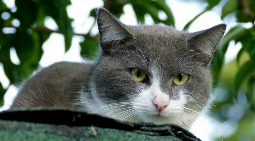 Облачно, но без дождей будет на Кубани 