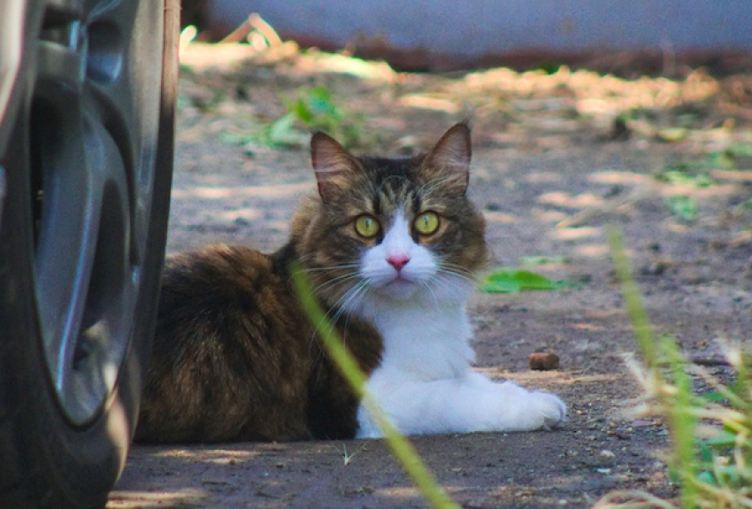 Столбики термометров опустятся до отметки -3 градуса в Краснодарском крае