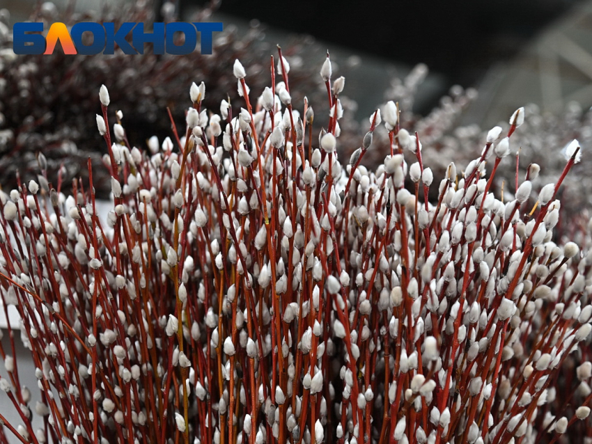 Торговля вербой стартовала на улицах Краснодара