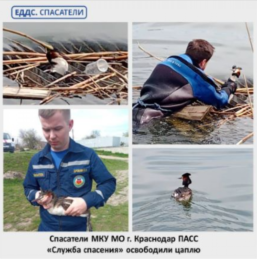 Спасатели вытащили цаплю из трубы на Карасунском озере в Краснодаре 