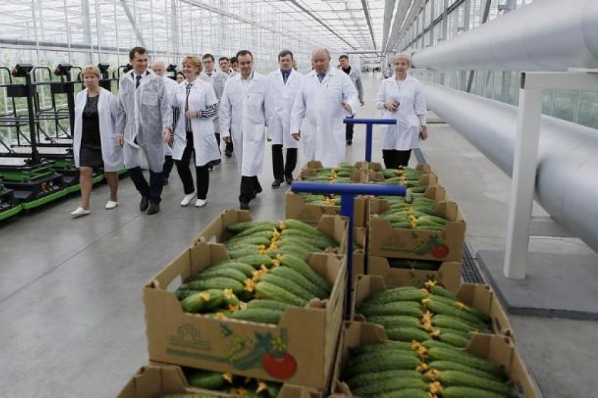 В теплицах Белореченска вырастили более 7 тысяч тонн овощей