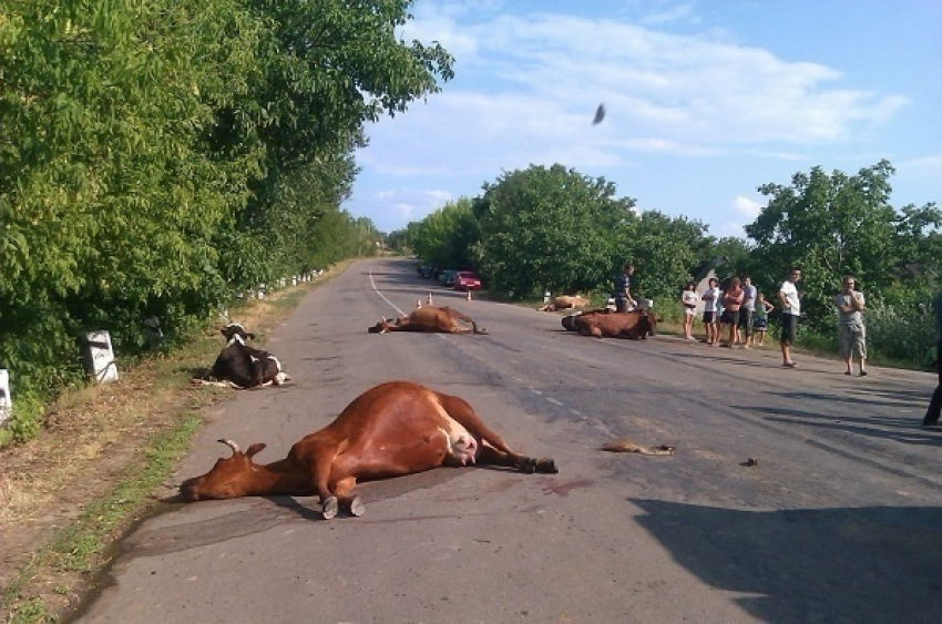 В Адыгее мужчина на фуре насмерть сбил двух коров