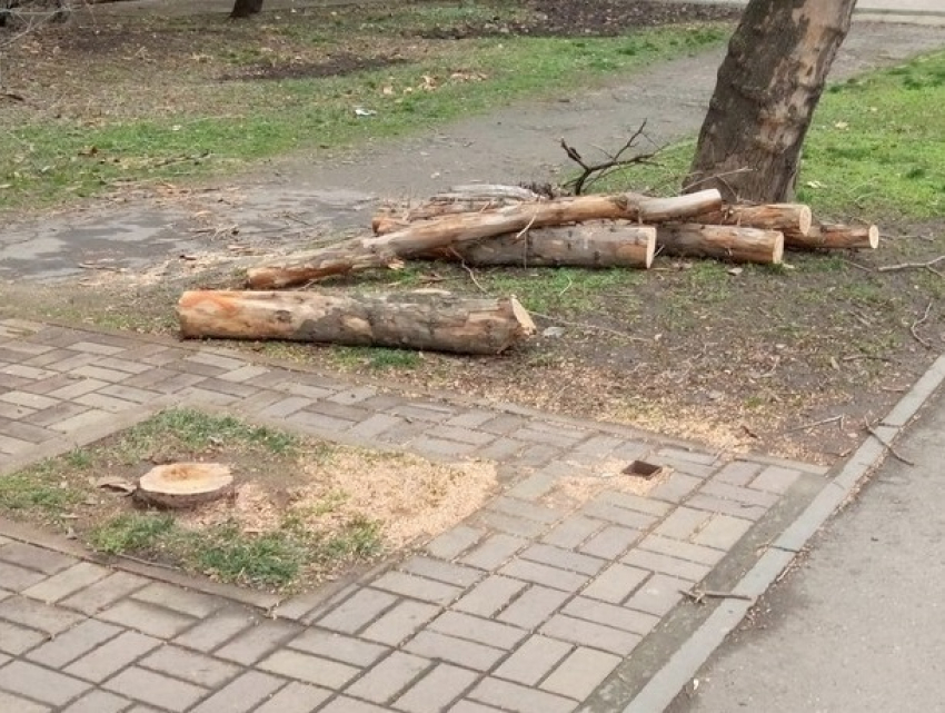 «Массово и варварски» вырубают деревья на территории Краснодара