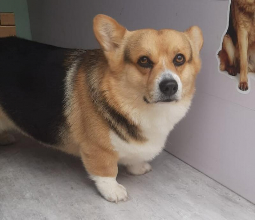 Довольные хвостики: первый в Краснодарском крае передвижной груминг 