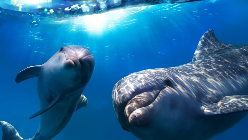 В Сочи начнут обучать спасению дельфинов