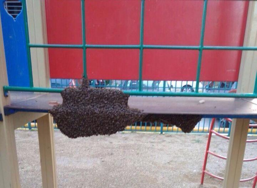 Пчелиный рой «заблокировал» детскую площадку в Краснодаре