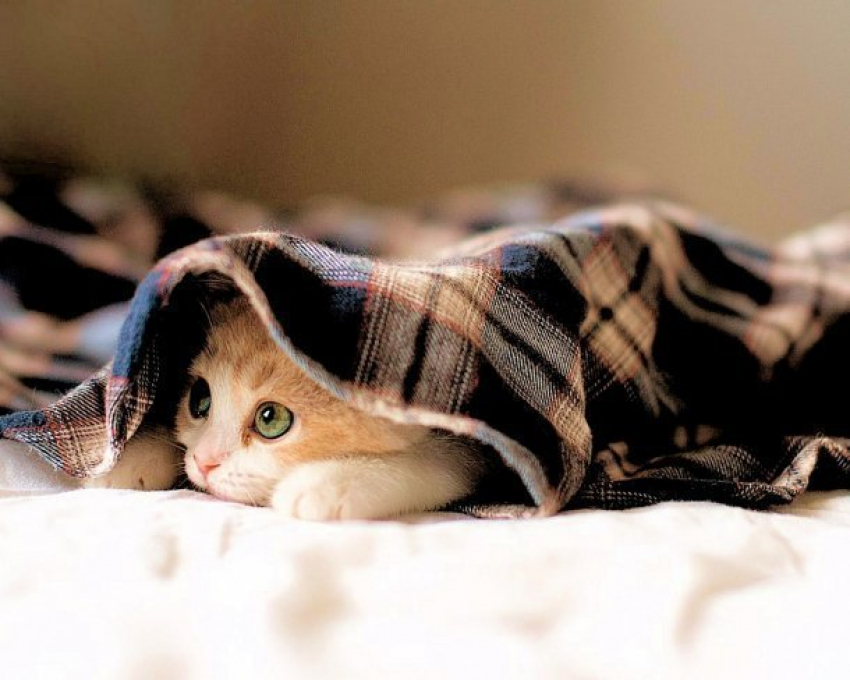  Дожди на Кубани идти не перестанут 