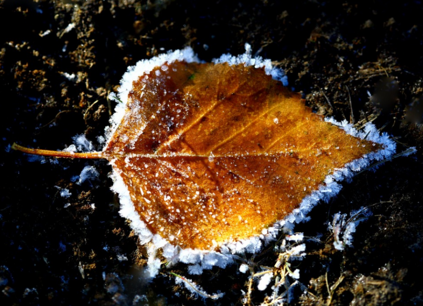 Приближается зима: ночные заморозки ожидаются в Краснодаре