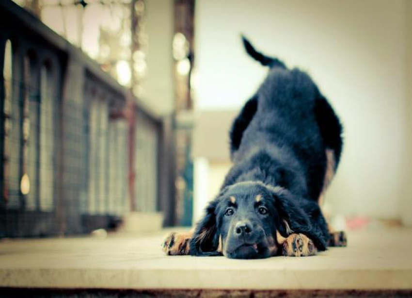 В Сочи выберут лучшую собаку на «Кубке Барбоса 2016»
