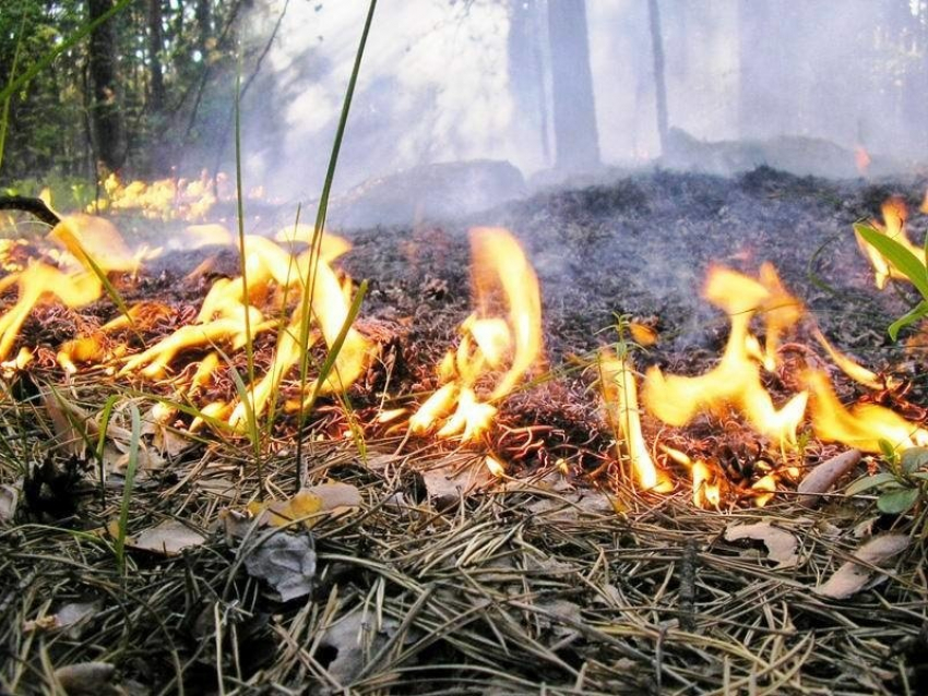 В Геленджикском лесничестве потушен пожар полыхавший почти весь день