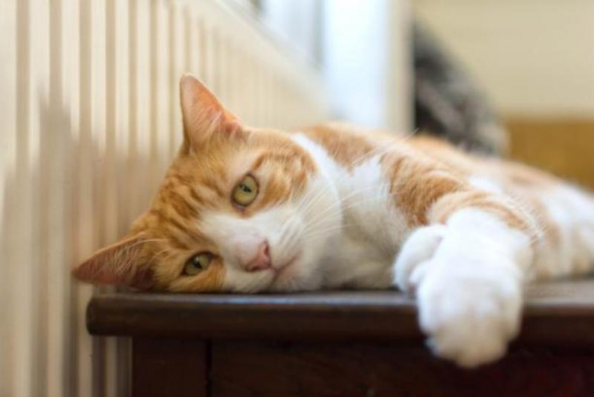 Небольшое похолодание ожидается на Кубани 