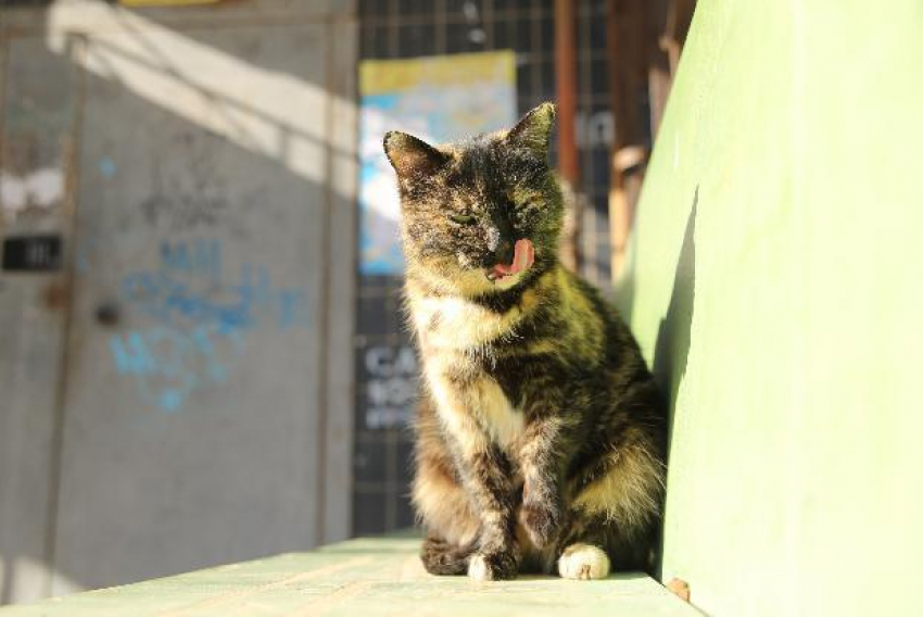 В Краснодарском крае вновь усиливается ветер