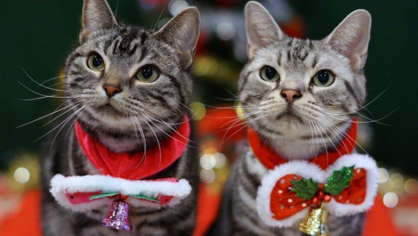 В последний день уходящего года на Кубани пройдут дожди