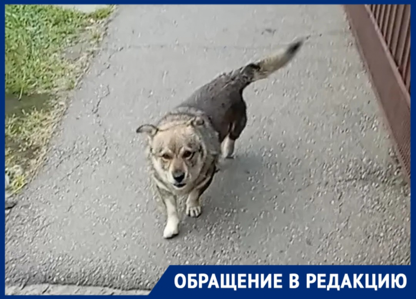 В Краснодаре пёс без ошейника устроил «блокпост» у дверей дома