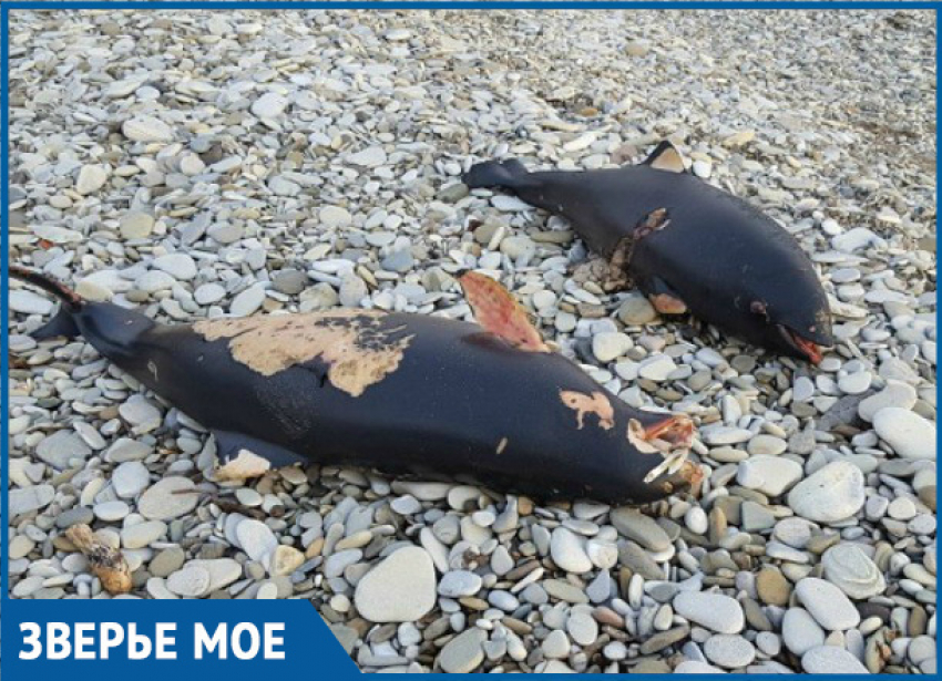 Мертвые дельфины: массовую гибель животных в Краснодарском крае объяснили вирусом