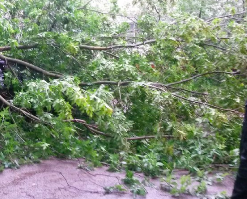 В Краснодаре дерево рухнуло на девушку