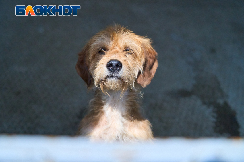  Бездомных собак отловят в 8 микрорайонах и посёлках Краснодара