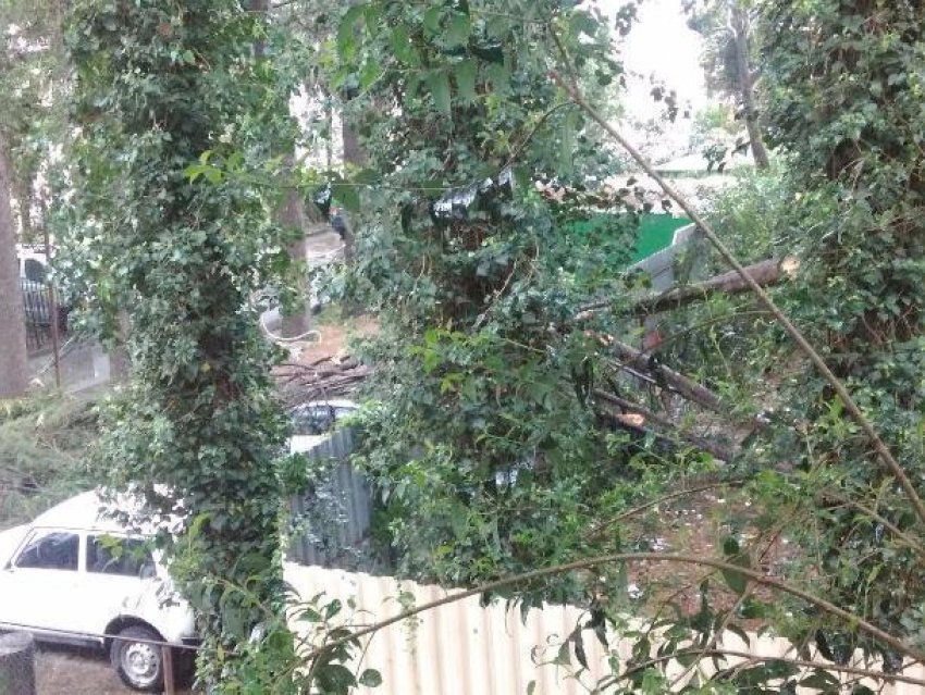 Ураганный ветер повалил деревья в Сочи