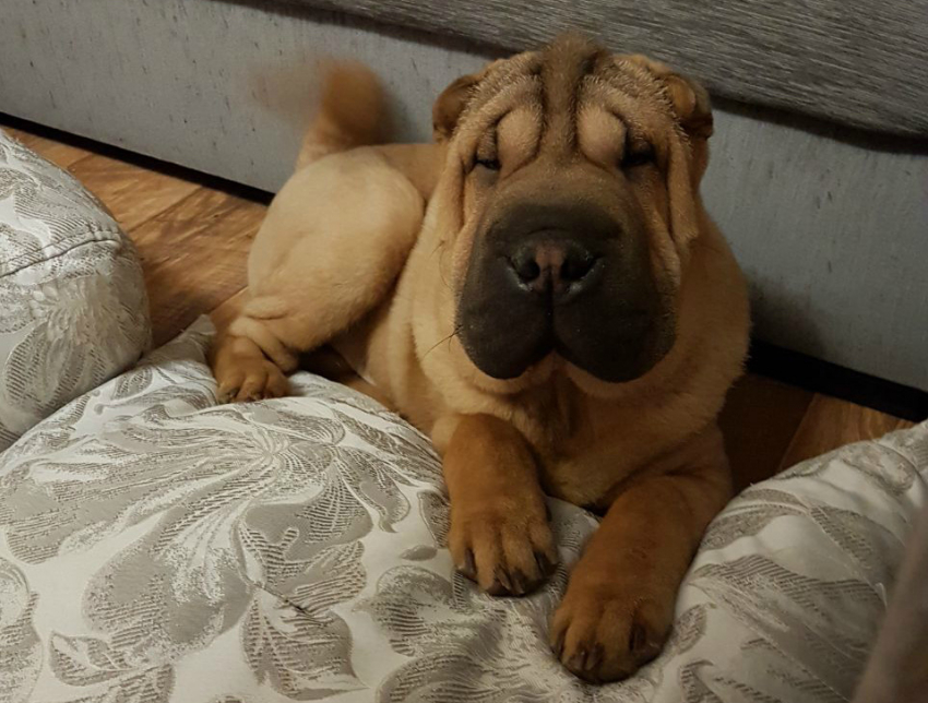 Лаврентий Палыч стал победителем конкурса «Усы, лапы, хвост»