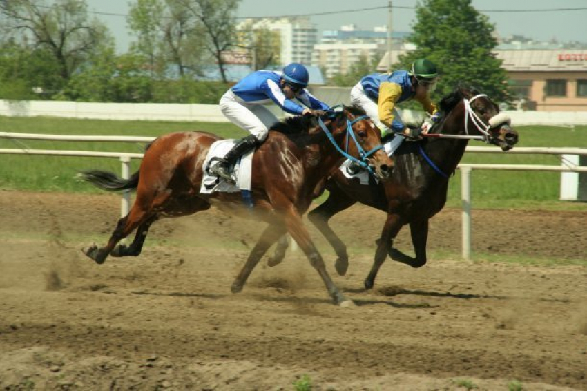  Более 100 лошадей разыграли миллион рублей в честь Дня Победы в Краснодаре 